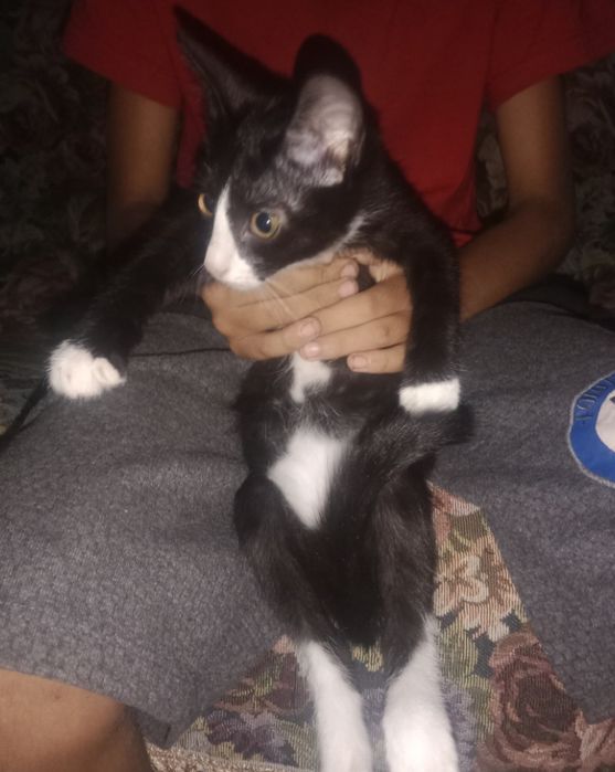 Отдам котят в хорошие руки