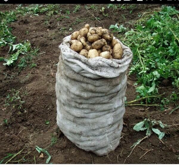 Картошка мешками