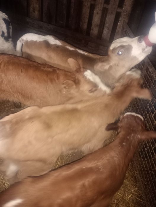 Vând viței balțați