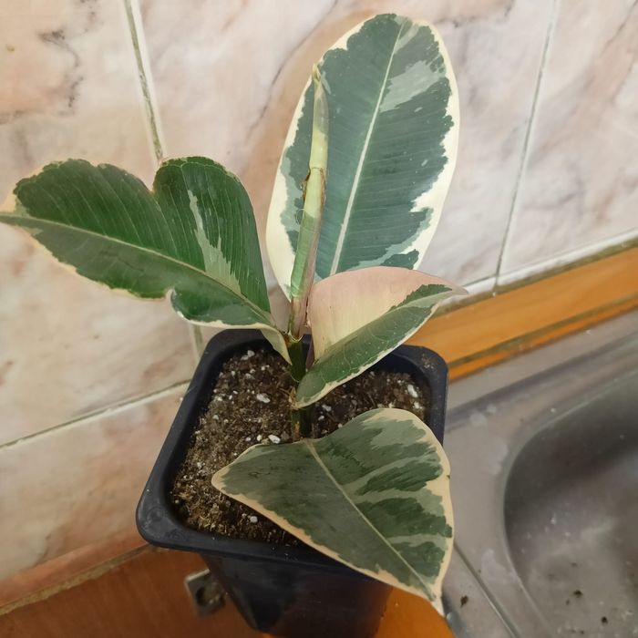 Тенике.  Караганда.  Город.