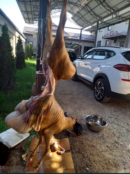 Касап кой сою жиликтеу