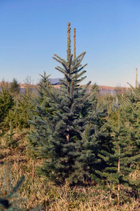 Ель колючая (голубая) Елка