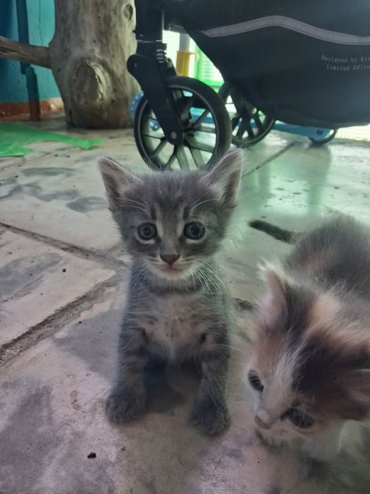 Отдам котёнков даром