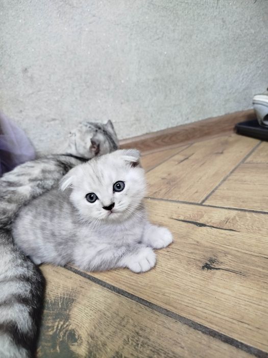 Шотландские котята