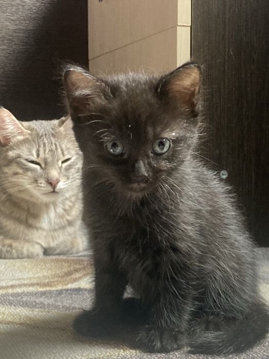 Красивые милые котята