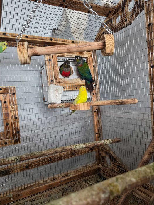 Чифт пирури перлата