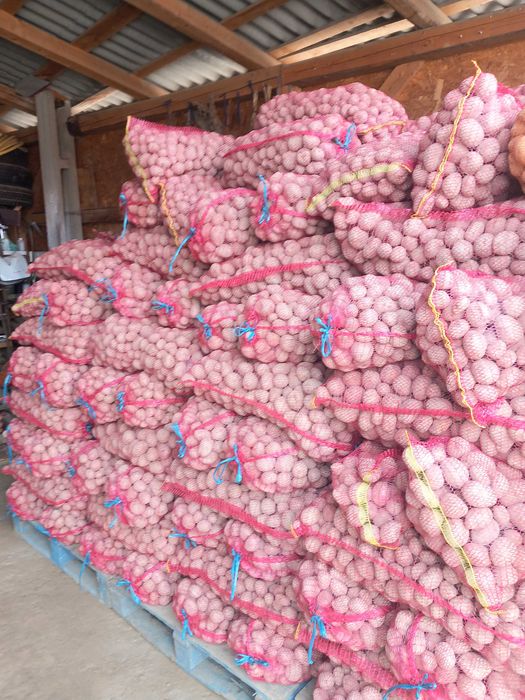 Cartofi sămânță bellarosa și carera