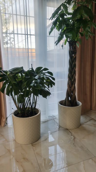 Пахира китайское денежное дерево