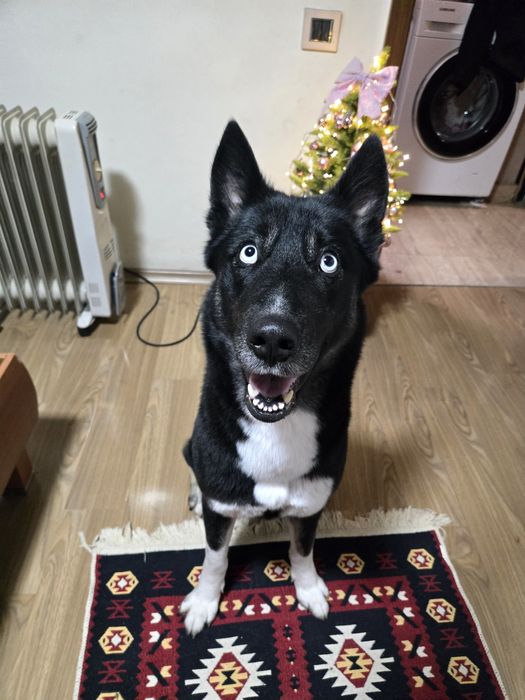 Catelusa unica adoptie