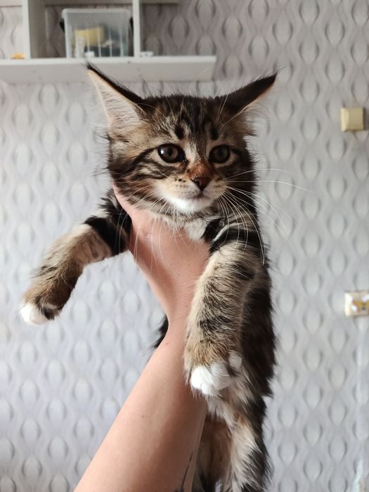 Продам милых котят Мейн-кун
