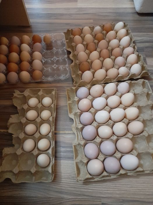 Яйцо для инкубатор