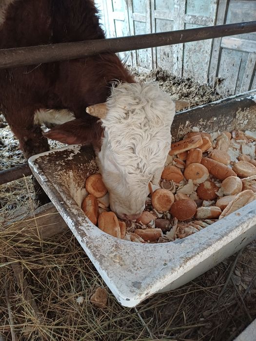 Продам бычка 11мес