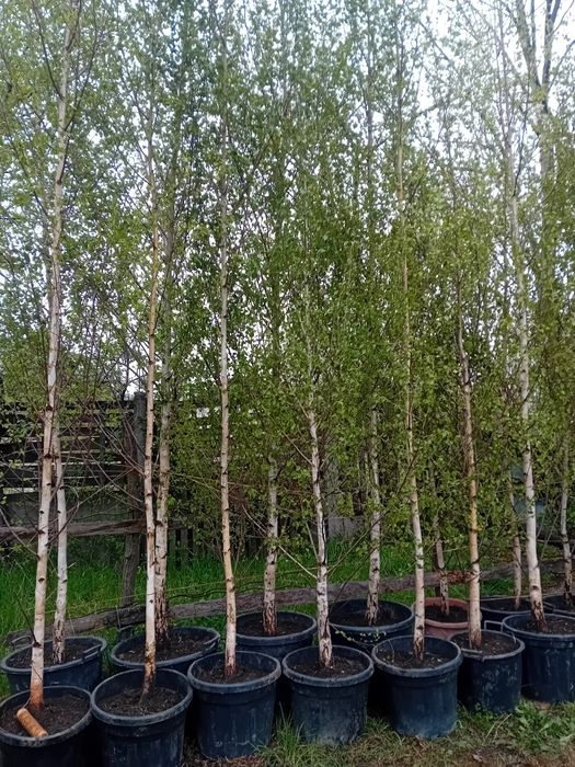 Vând mesteacăn alb ornamental la ghiveci dețin diferite dimensiuni