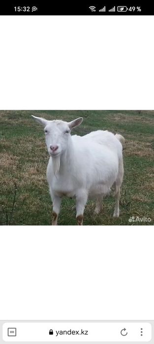 Продаются   козы   молочные