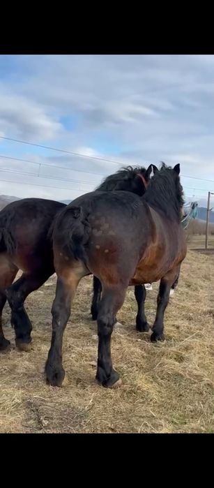 Vând sau schimb pereche de iepe de 5.6 ani