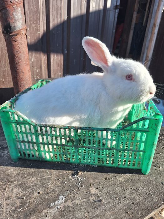 Продам молодых кролих