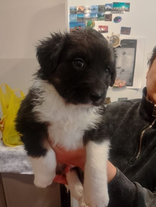 Щенки.В добрые руки.