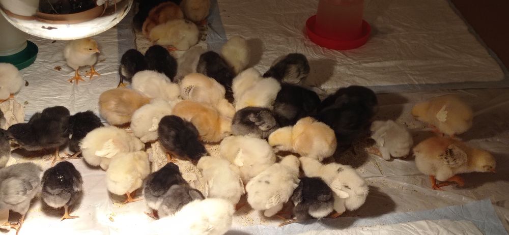 Пиленца - селски носачки