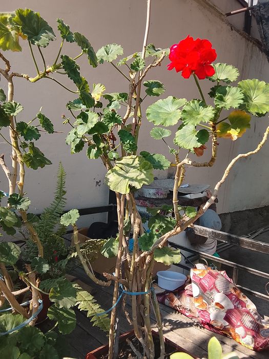 Geran gul honaki oʻstirilgan holati yahshi