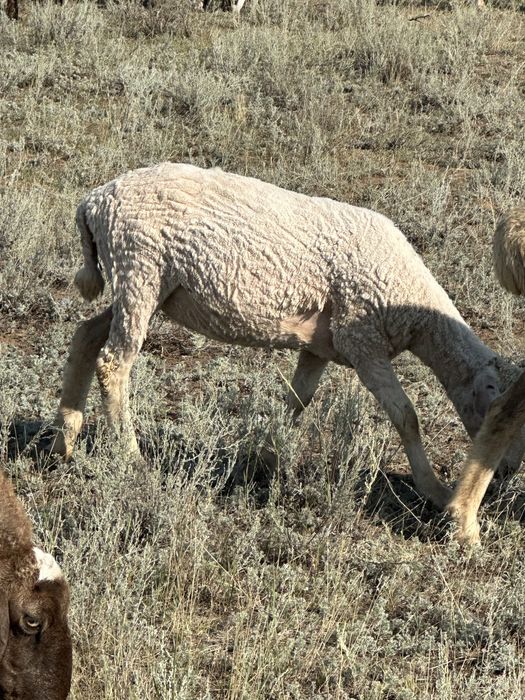 Қой,Тоқты Сатылады!