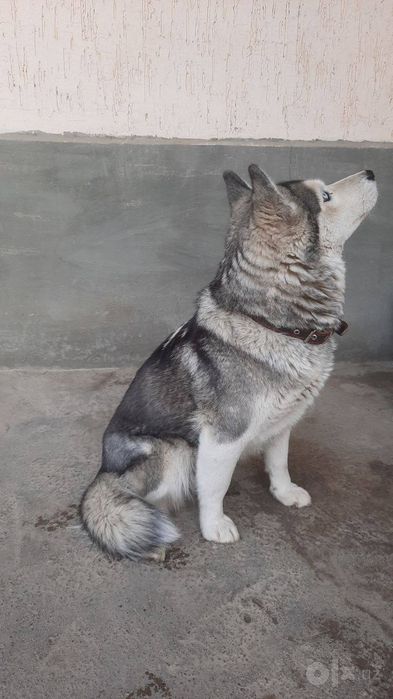 Лаика , лаикаааа