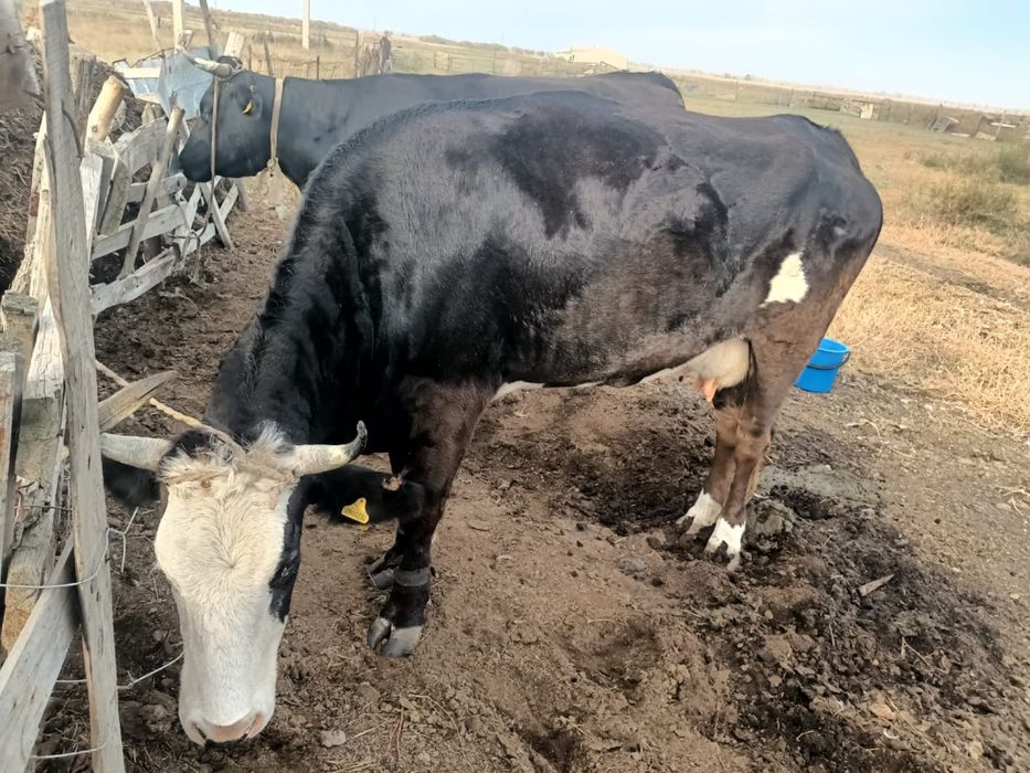 Продам дойную корову