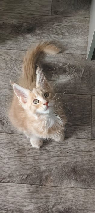 Котята Мейн Куны