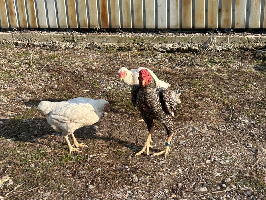 Ко шамо 2+1 семья