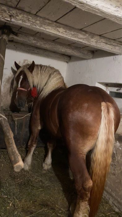 Armasar de monta sau de vanzare