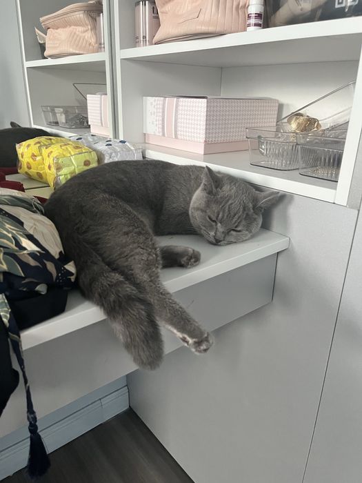 Котенок,британка «описание»