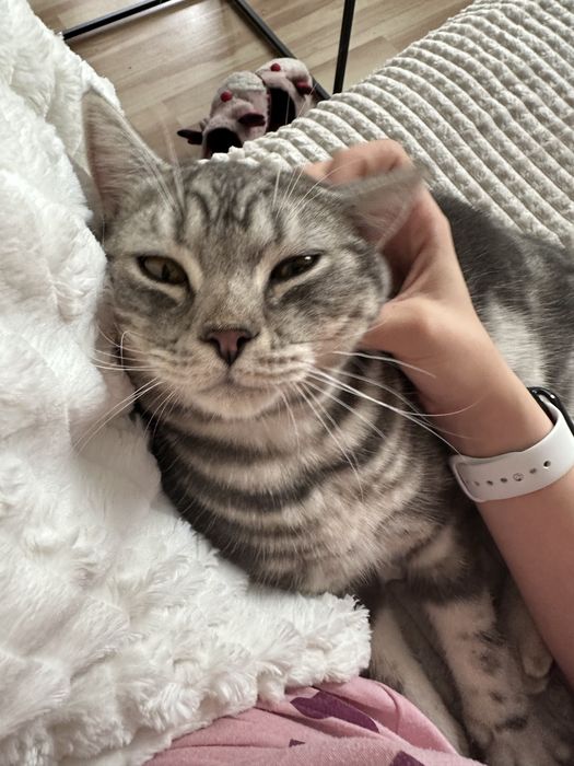 Pisic gratuit, pentru adoptii