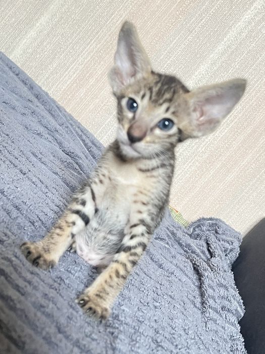 Ориентальные котята