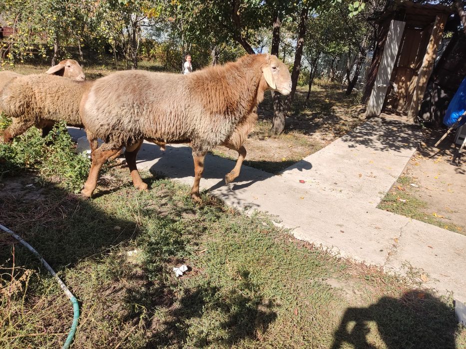 Продам Арашаны на племя