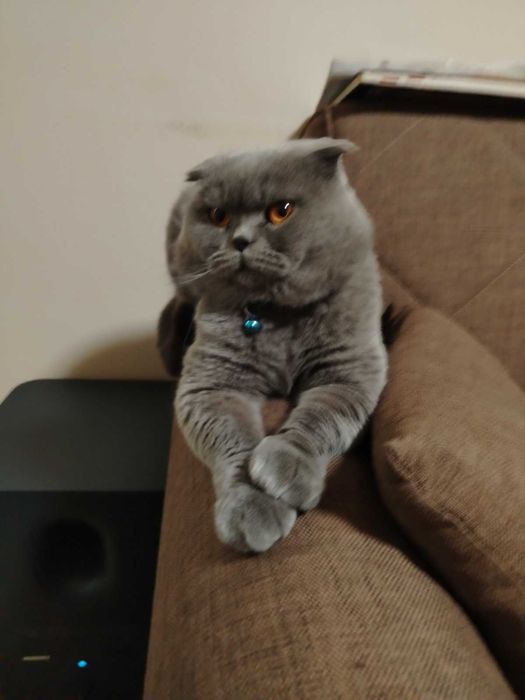 Британски котенца