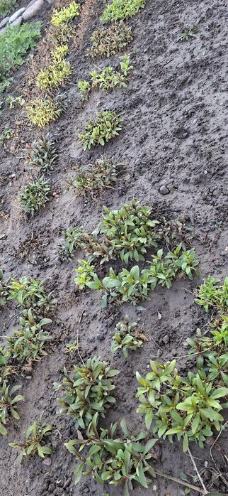 Цветы для вашего сада