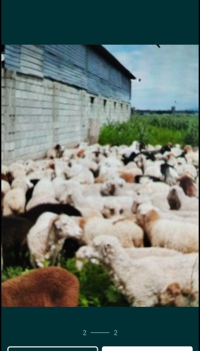 Бараны Алматы Кой Қой қозы сатылады  доставка есть