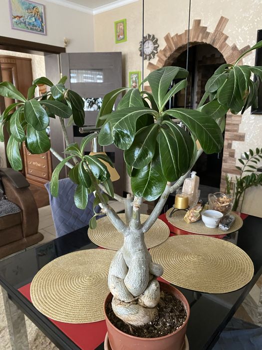 Адениум цветы 10000