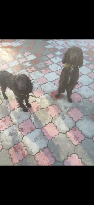 Чистокровные Спаниели