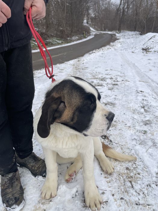 Femela Saint Bernard cu pedigree - par scurt