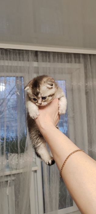Продаются котята Скоттиш фолд