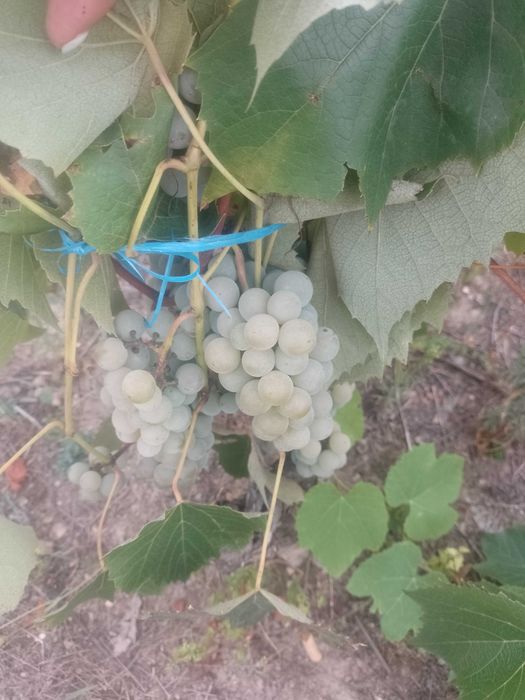 Struguri de vînzare ananas și novă