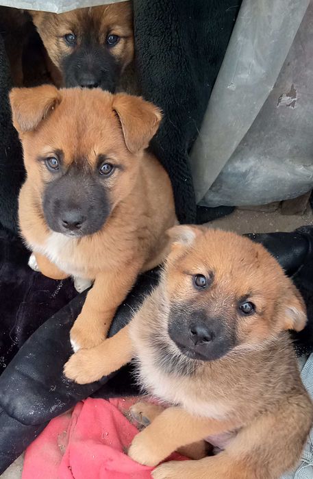 Отдам щенков в хорошие руки