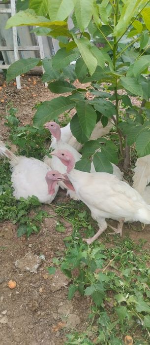 Индюшата порода Виктория