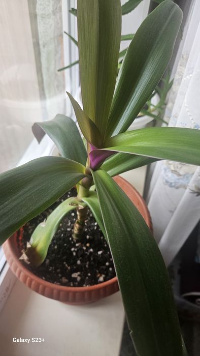 комнатные цветы по 5 тыс