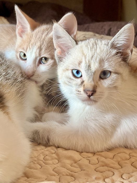 Pisici de adoptat
