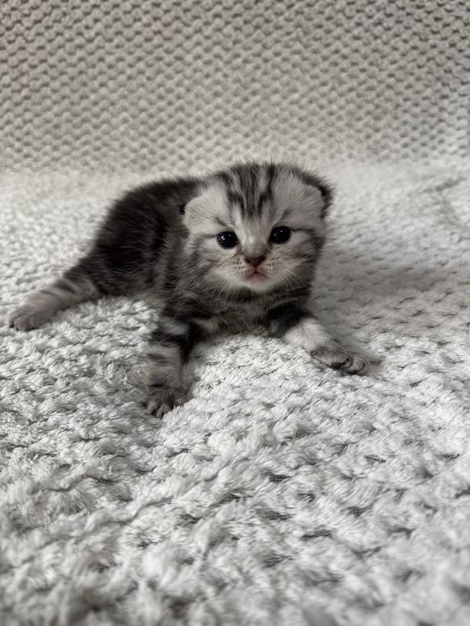 Британские котята