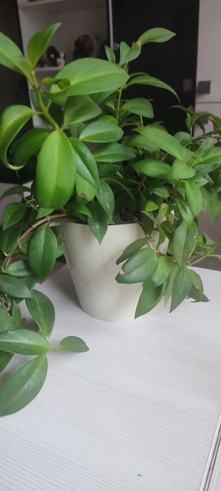 Эсхинантус комнатный цветок