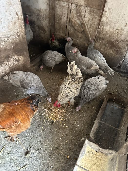 Curcan si curci de prasila vor alta locatie