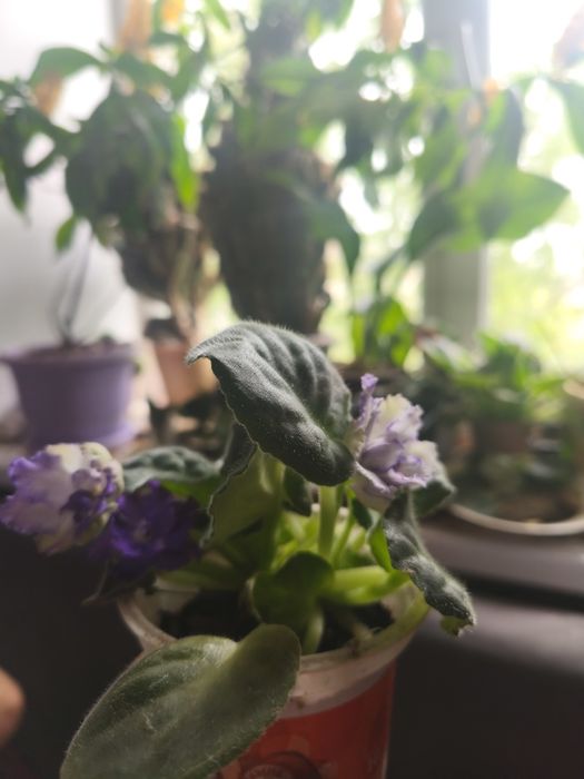 Продам фиалку два корня