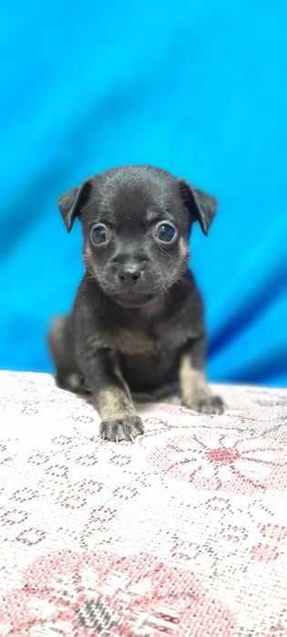 Продам щенков Пинчер